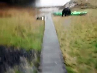 Un ours attaque un kayak