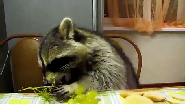 Митяй лопает виноград