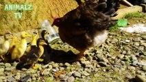 Les canetons mignons adoptée par un Hen Sucré Vidéos animaux