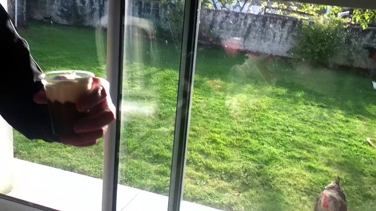 poule qui mange du liegeois