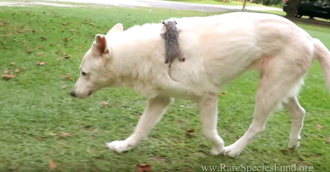 Amis improbables mais inséparables !