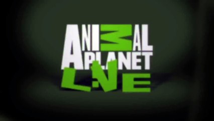 Doll house gets taken over -Babies Mastia