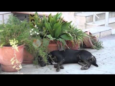 Qentë e rrugës janë kudo në Elbasan, rrezik sëmundjesh ngjitëse- Ora News- Lajmi i fundit-