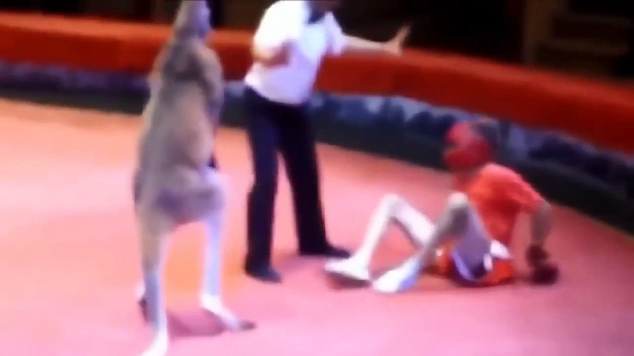 Kangaroo Boxing Funny Circus Show Man vs Kangaroo Dailymotion Video