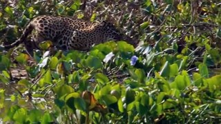 JAGUAR ATTACKS AND KILLS CROCODILE