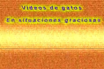 Los gatos más divertidos y tontos del Mundo