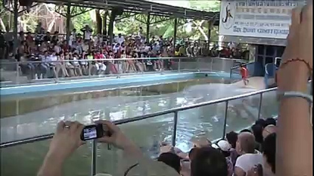 Pattaya Thailand Crocodile Farm .This man sticks his arm in a Crocodile stomach