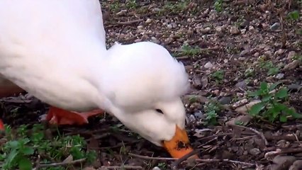 THE UGLY DUCKLING STORY I AM SPECIAL (Real Ducks & Animal Sounds)