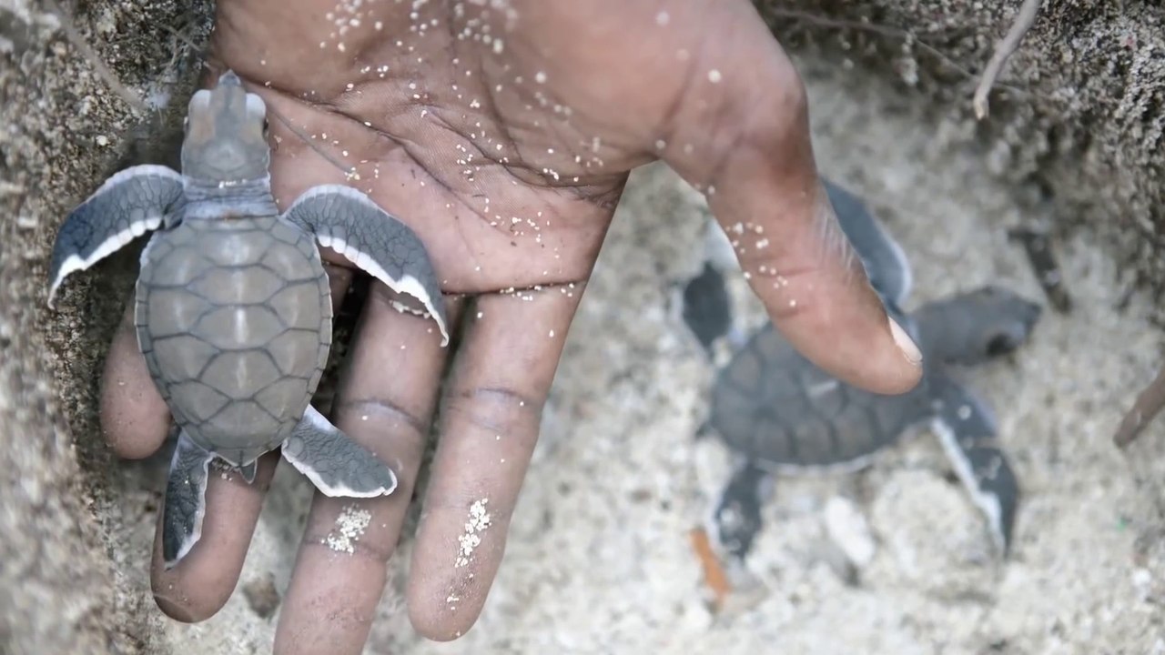 Stunning slow motion shots with still photos of animals! WWF