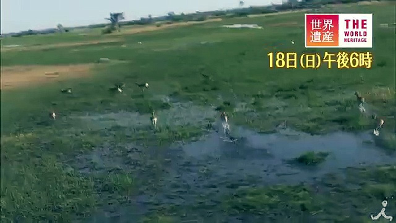 カラハリ砂漠に世界最大の湿地 1018（日）『世界遺産』「 オカバンゴ・デルタ（ボツワナ）」【TBS】