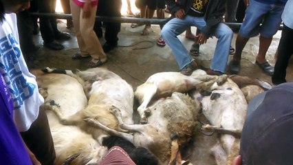 Puluhan Kambing Mati, Kejatuhan Tembok Pasar Langon Tegal Ambruk