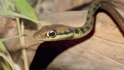 Des animaux magnifiques en Slow Motion - Video WWF