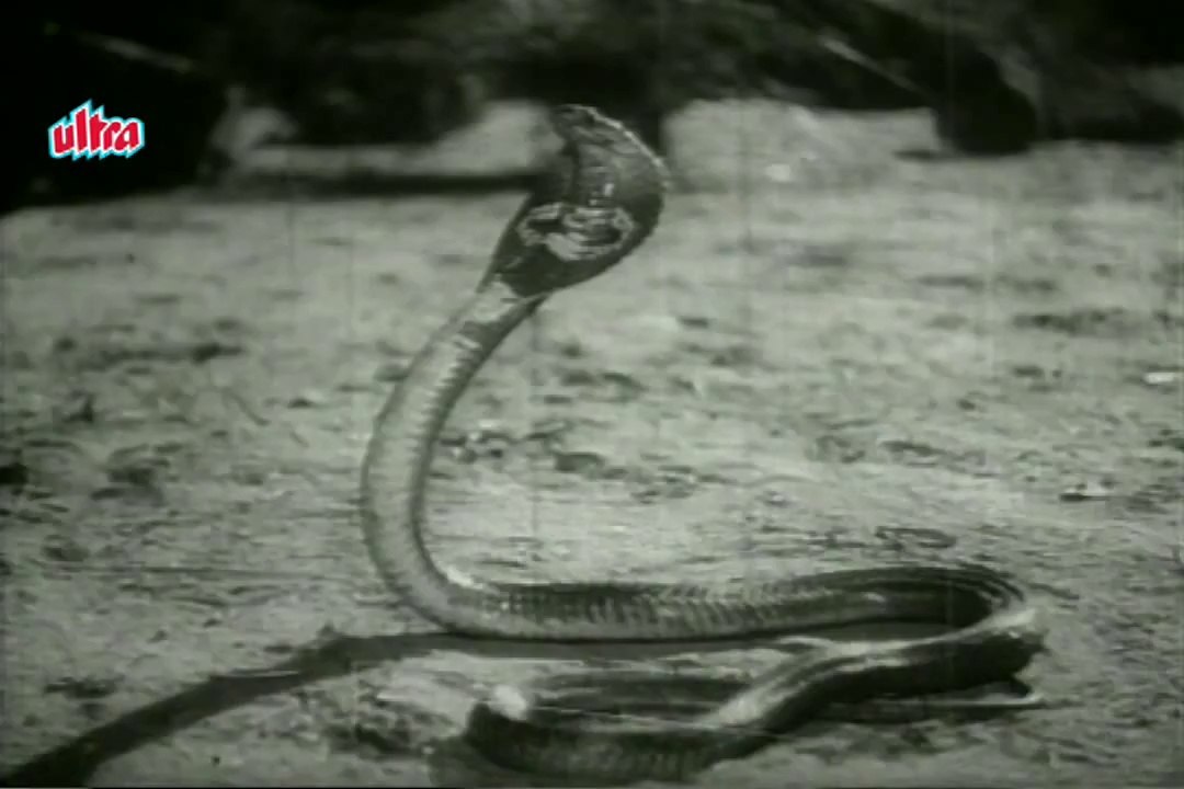 Man Dole Mere Tan Dole - Nagin