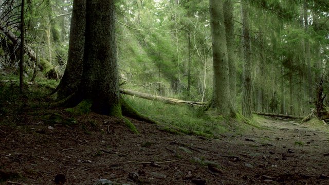 House of Amber - About amber