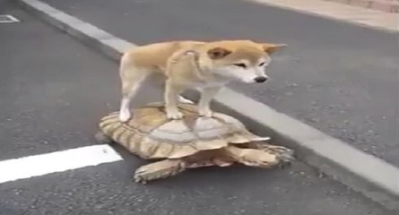 Le chien le plus paresseux au monde