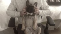 French Bulldog puppy enjoys relaxing massage