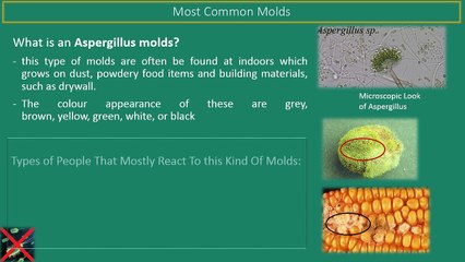 Understanding Mold Types and Their Impact on Your Health 🏥