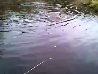 Dog saves cat from water