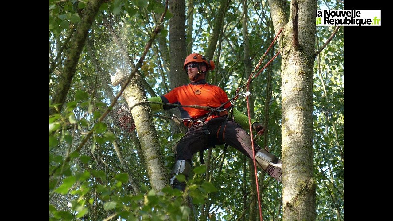 VIDEO 37. Une filière " Bois " en dents de scie