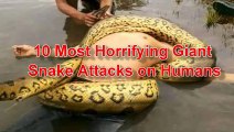 Giant Anaconda attacks Human Real - Biggest Anaconda Snake Attacks Man Caught On_HIGH