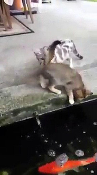 Cat Vs Fish