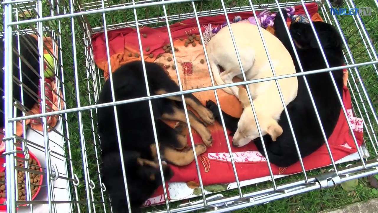 Pri kastráciách v osadách pomáha polícia, psy žijú v zlých podmienkach