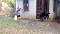 Yavru aslandan korkan köpek - Funny videos - Komik videolar