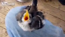 Yavru kuşların yemek istemesi - Funny videos - Komik videolar