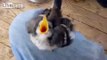 Yavru kuşların yemek istemesi - Funny videos - Komik videolar