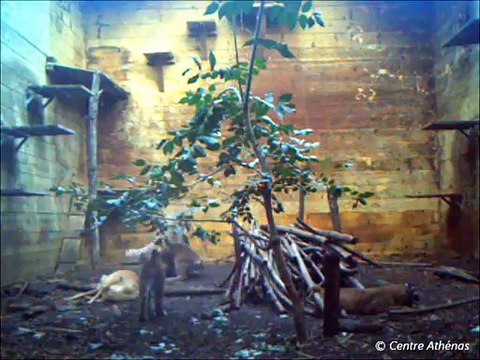 Jura : deux jeunes lynx récupérés par le centre de soins Athénas