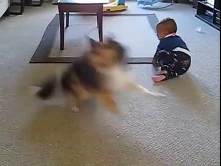 How Cute is this - Watch this Dog make the Little Baby Laugh with Happiness
