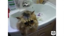 Exposure of a frightened cat. Funny cat bathed and dried