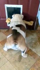 Bulldog trying to get her extra large bone through the doggy door