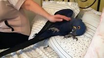 Even a parrot-like massage. Blue macaw loves massage