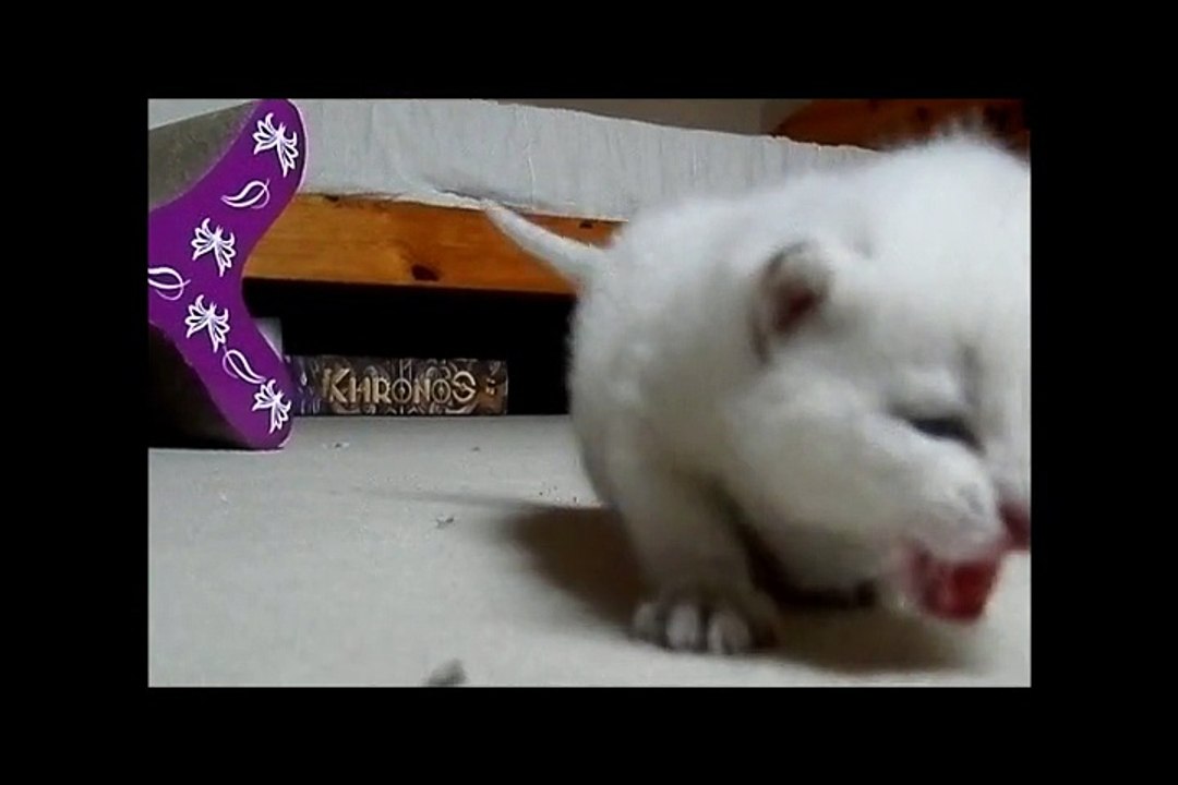 Les chatons ont trois semaines