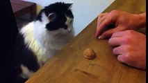 Bul Karayı Al Parayı Oynayan Komik Kedi- Funny Cat