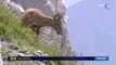 Haute-Savoie : les bouquetins menacés d'abattage massif pour protéger les vaches
