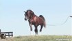 Superb Beautiful Arabian horses The incredible Living legend Bask Afire Bey