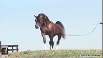 Superb Beautiful Arabian horses The incredible Living legend Bask Afire Bey