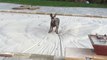 Great Dane Discovers Covered Pool Feels Like Quicksand