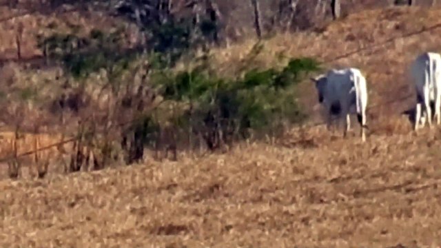 TESTE DO ZOOM DE 83X DA NIKON COOLPIX P900