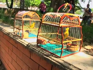 17 Octubre 2015 Canario criollo