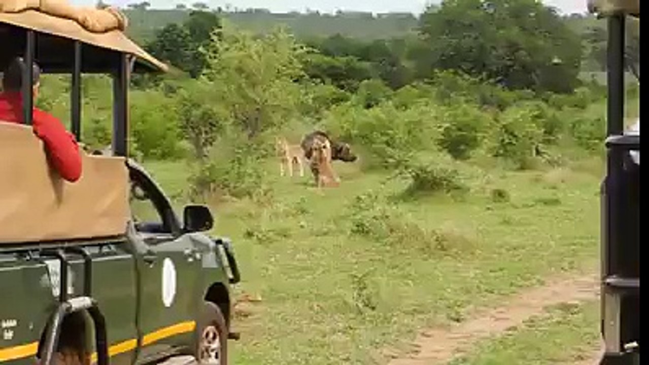 bulls and lions fight
