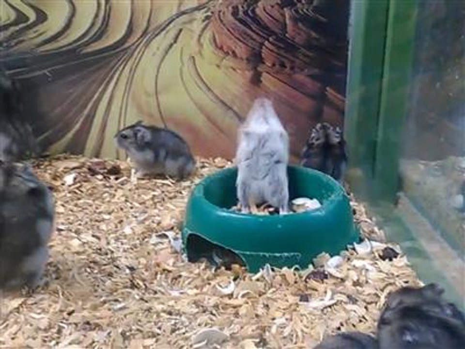 Vous n'aurez jamais vu un hamster aussi talentueux !