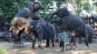Los elefantes de un zoo de Sri Lanka 