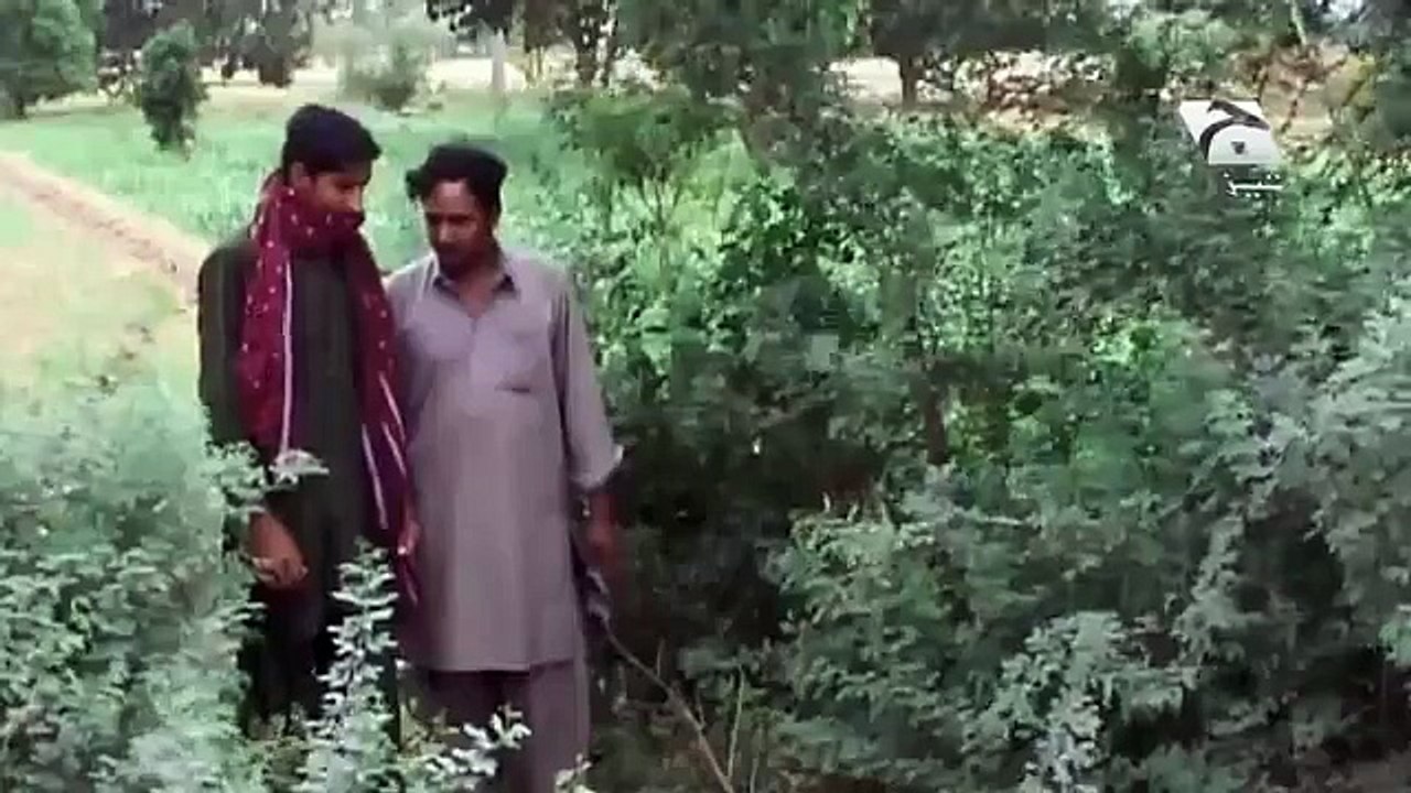 Shetaan On looteray New Tezabi Totay - Shetaan On looteray New Tezabi Totay - Shetaan On looteray New Tezabi Totay -