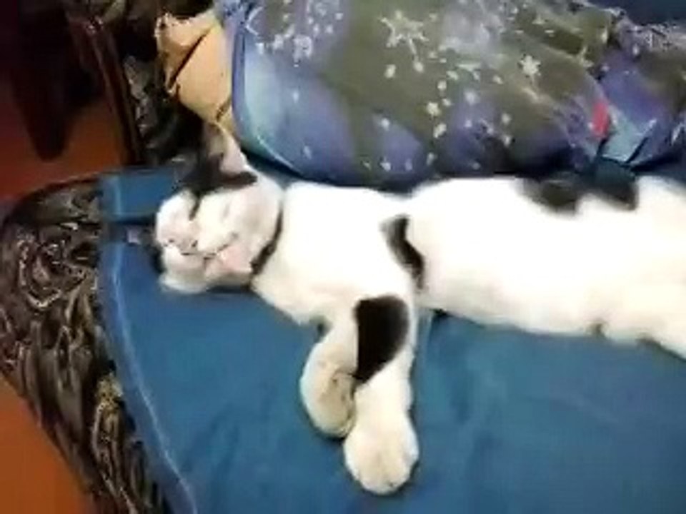 Кот съел свой язык.