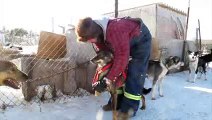 BBC Pop Up At home with Canadas sled dogs - BBC News