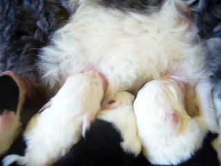 Bébés DES EBOURIFFES DU MISTRAL à 7 jours.