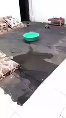 habshi to mr gya bechara